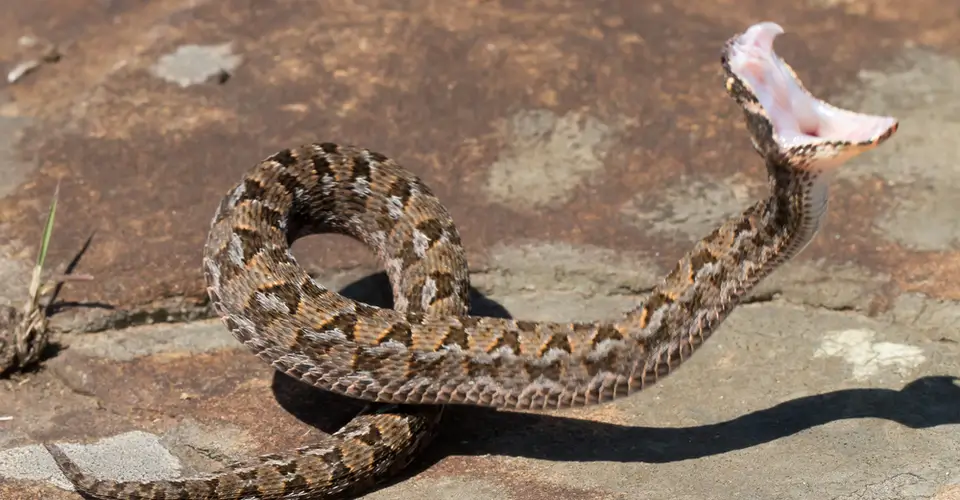 A close up of a snake on the ground